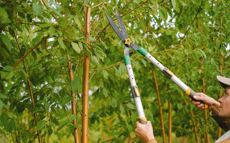 Tree trimming in Jerico Springs, MO